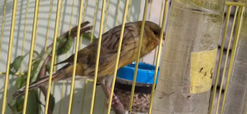 F2 YS PRJANTAN GACOR