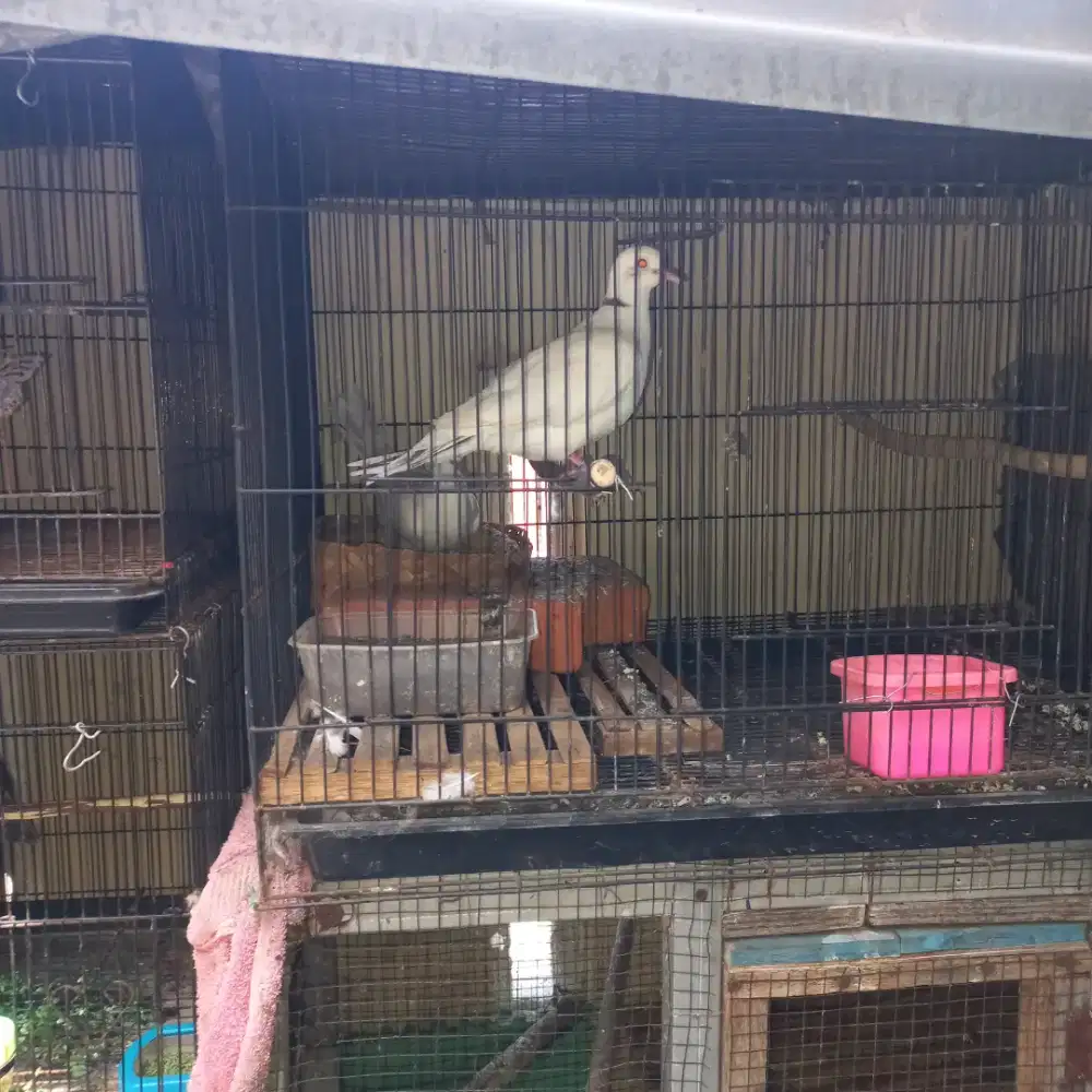 Burung puter putih