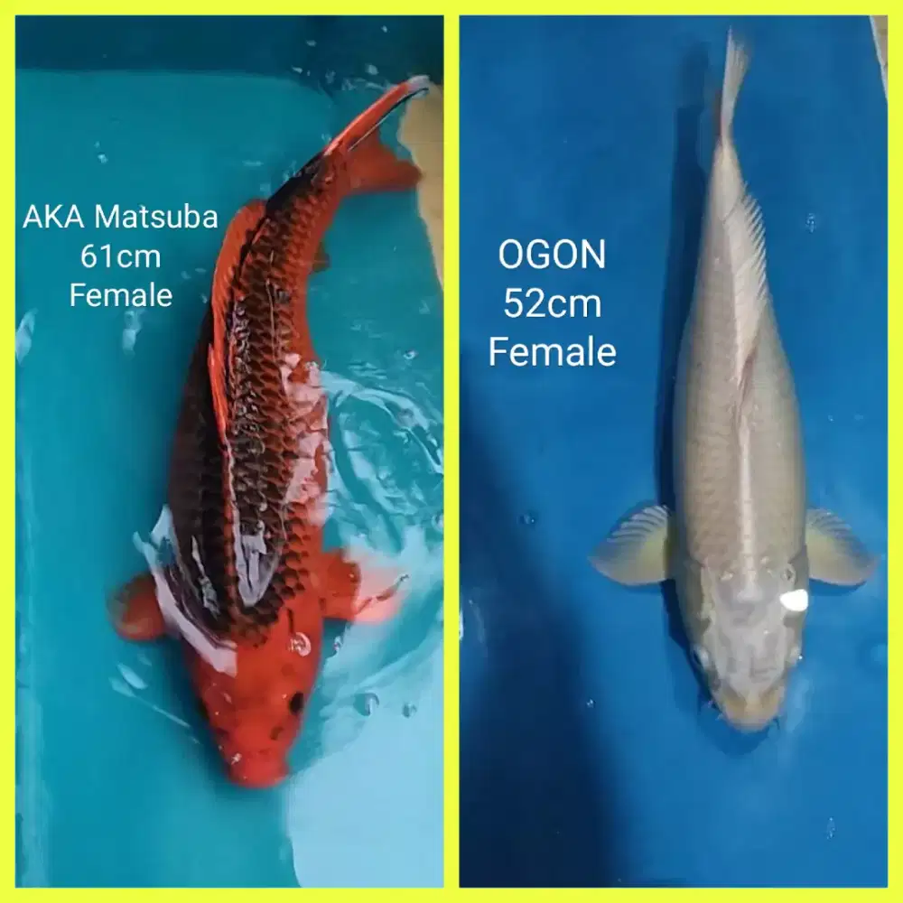 Koi lokal Blitar mix F1 45-60up rawatan kolam filter Pehobby