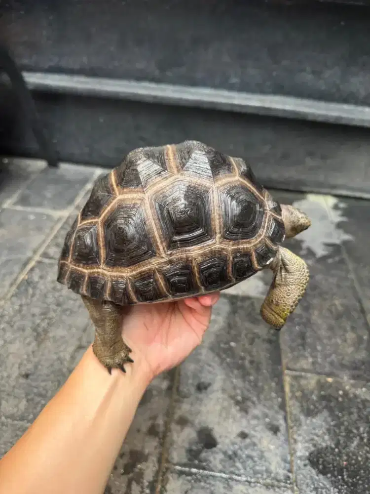 Kura kura 20 cm aldabra