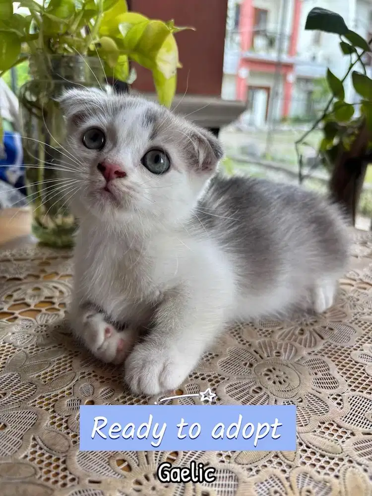 Open adopt kucing gaelic ( munchkin fold )