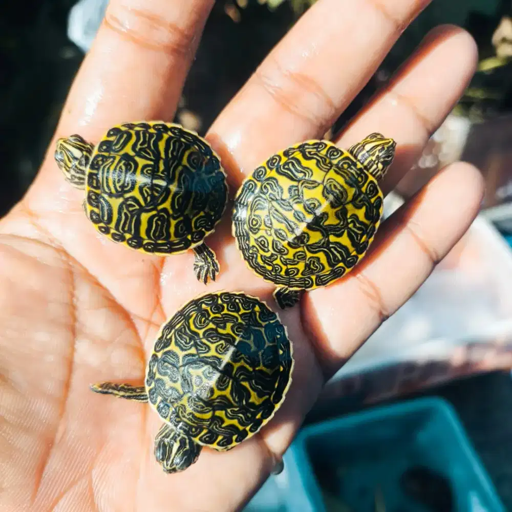 Kura kura Red Belly nelsoni