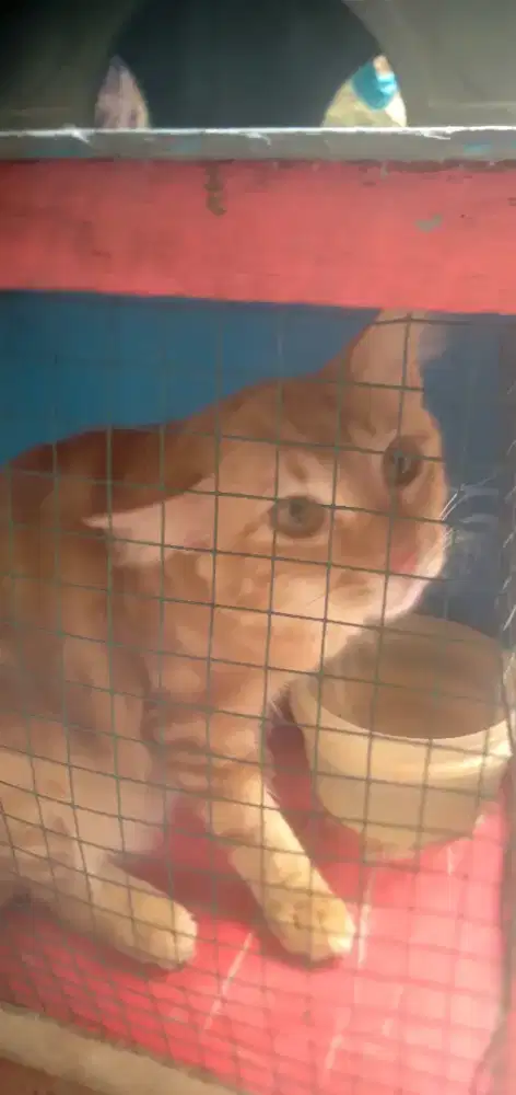 Kucing Peranakan Anggora