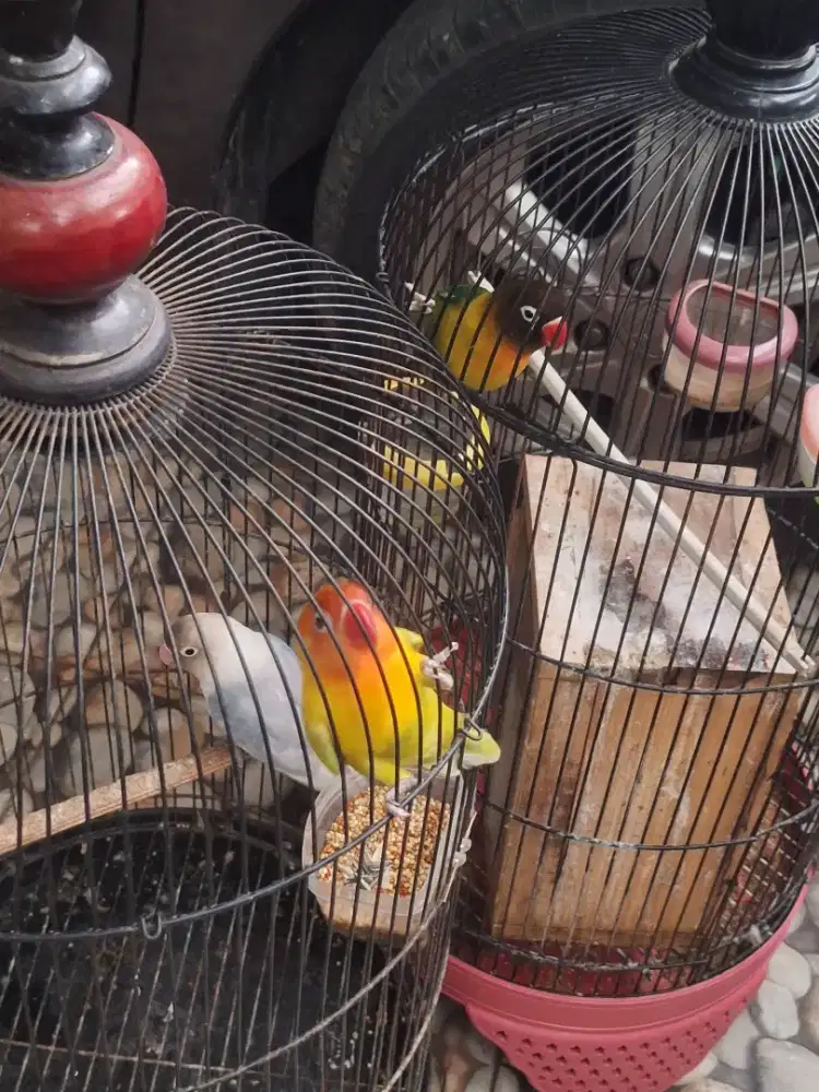 Lovebird olive,blue ice dan paskun