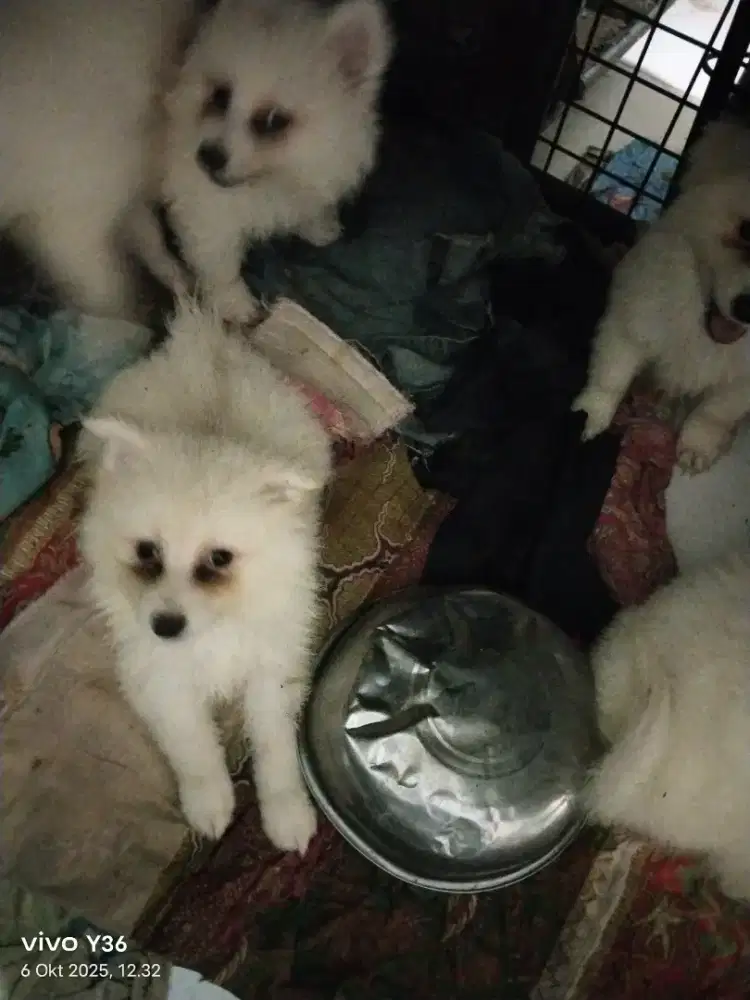 Japanese Spitz puppy
