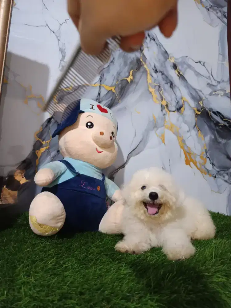 Bichon jantan blonde Korea Eropa