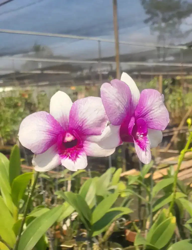 Pohon anggrek dendrobium dengan bunga yg unik dan menarik