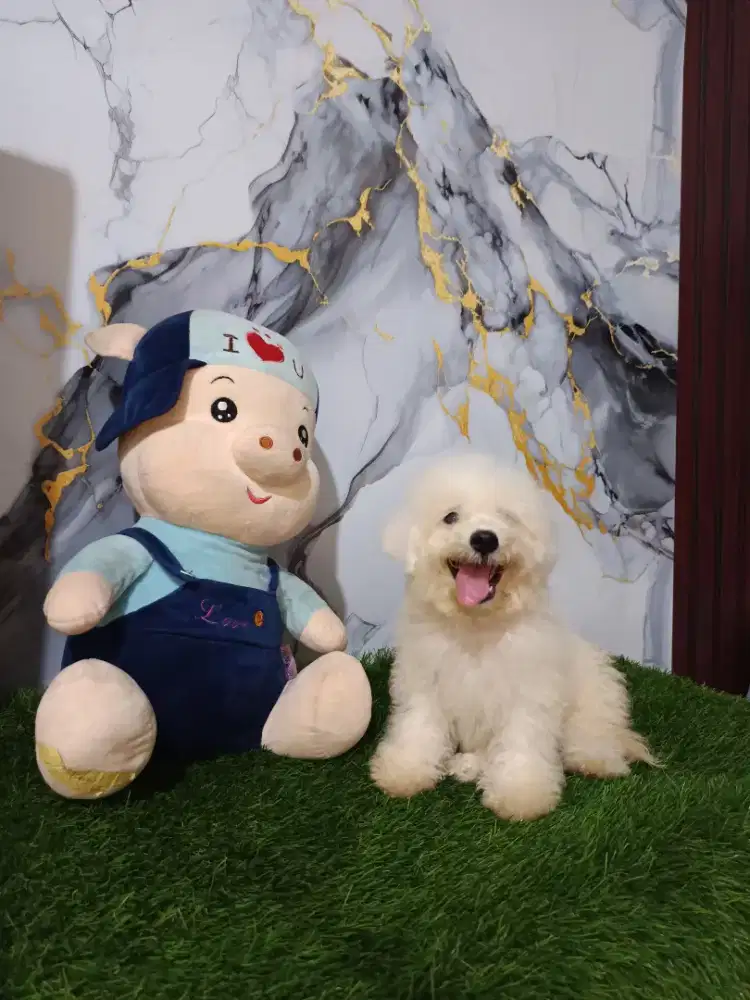 Bichon jantan blonde Korea eropa