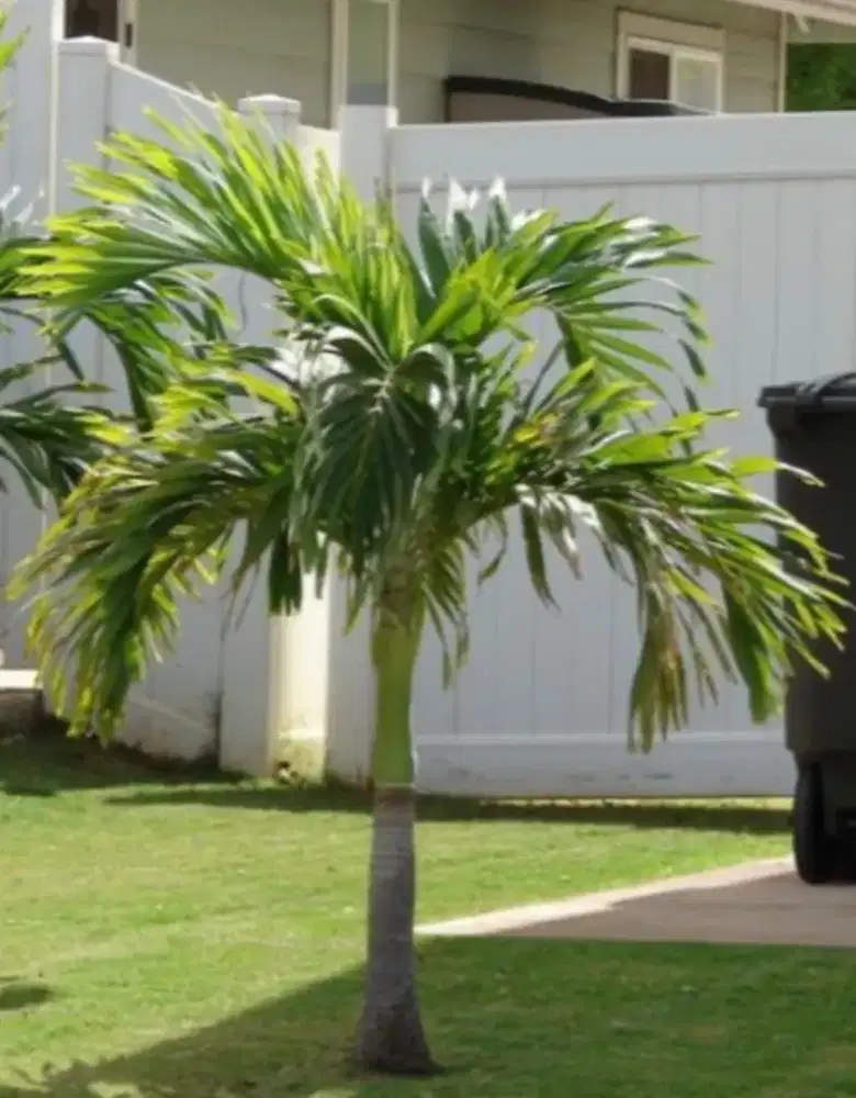 Pohon palem putri/raja (roystonea regia)