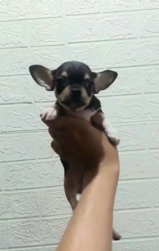 Anjing Chihuahua anakan cakep murah
