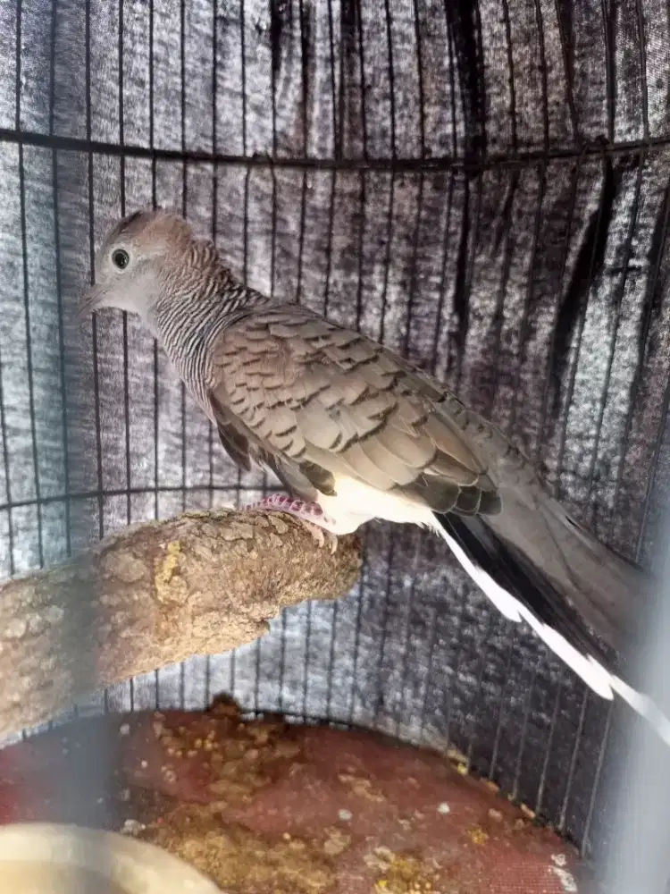 Perkutut Bangkok Nada Lelah