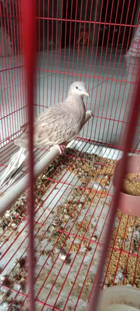 Telukur Leopard Merah kuk 2 sandung 3