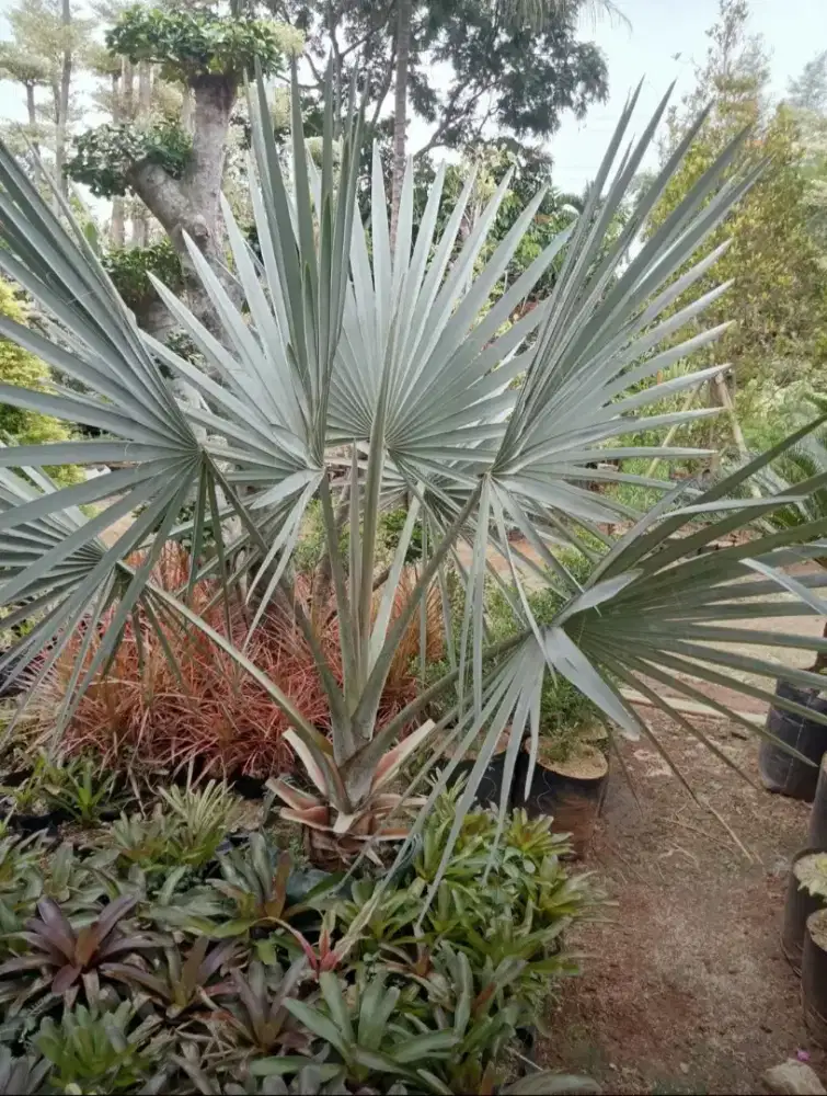 Pohon palem bismarckia silver (bismarckia nobilis)