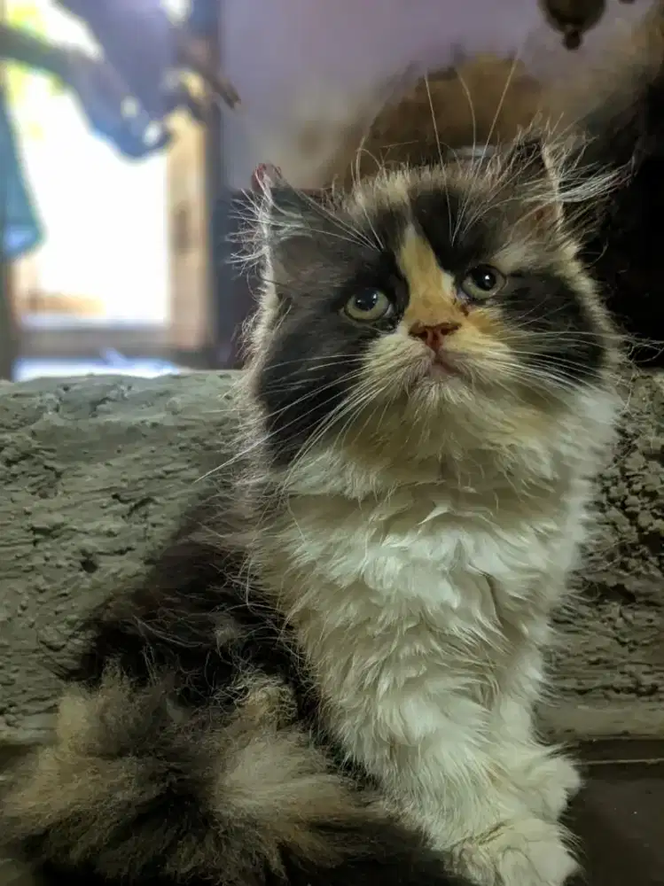 kucing lucu pure persian asli