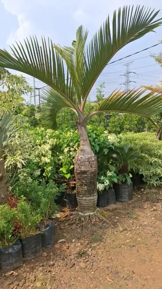 Pohon palem botol (hyophorbe lagenicaulis)