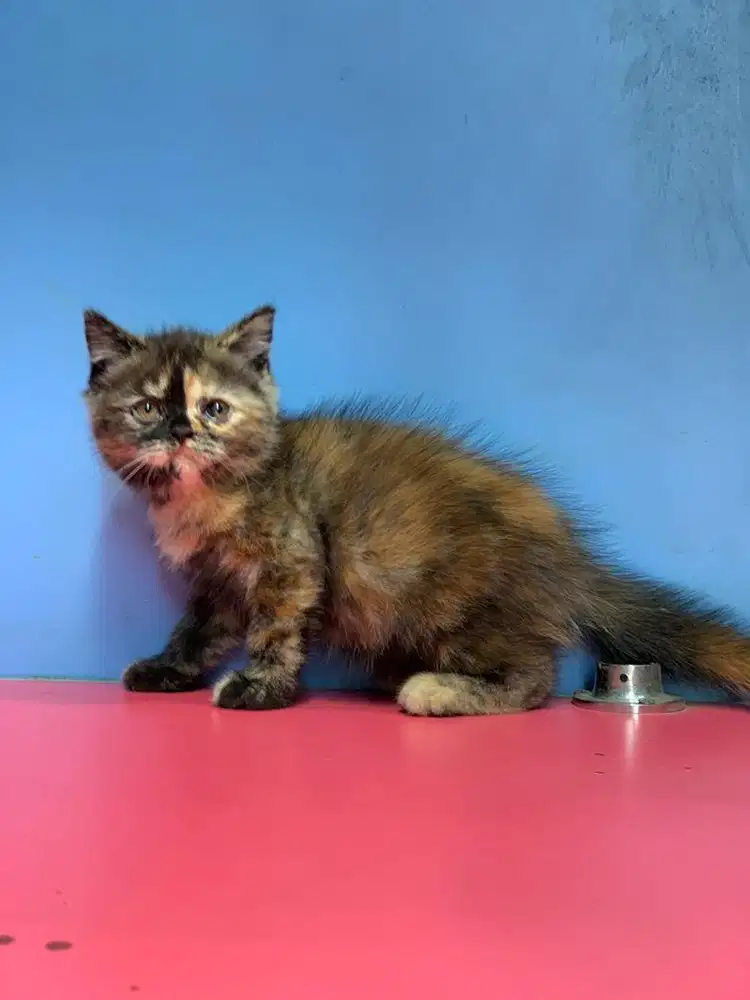 BSH kucing Kitten Black Torti