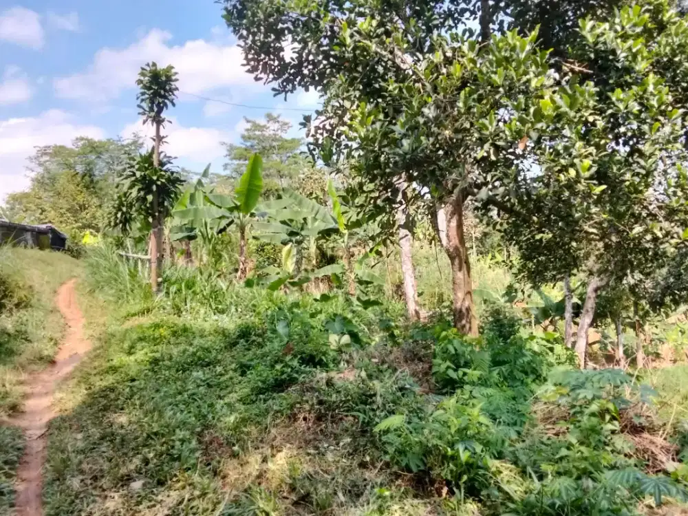 Jual tanah tanah lokasi desa sepanjang TW lt 1500m hrg 325jt nego