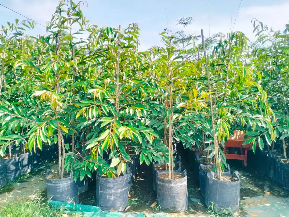 Bibit durian duri hitm planterbag tinggi 2m..