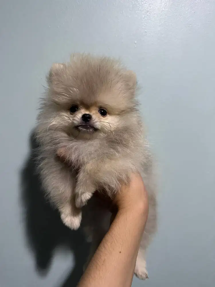 Anjing Pomeranian Jantan