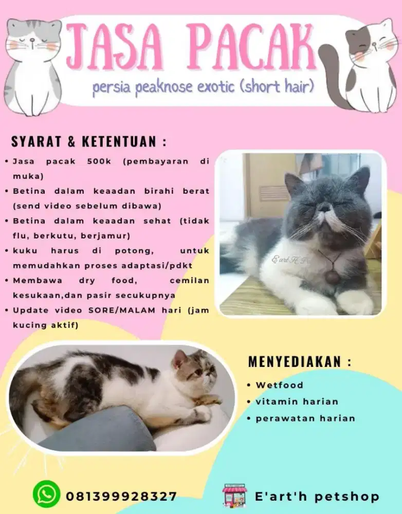 Jasa Pacak Kucing Persia Peaknose Exotic