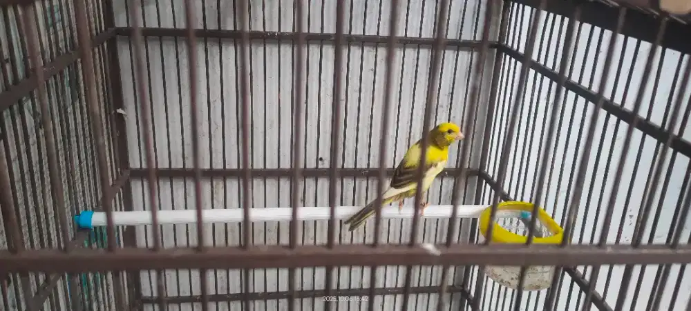 Kenari warna cakep Nepis