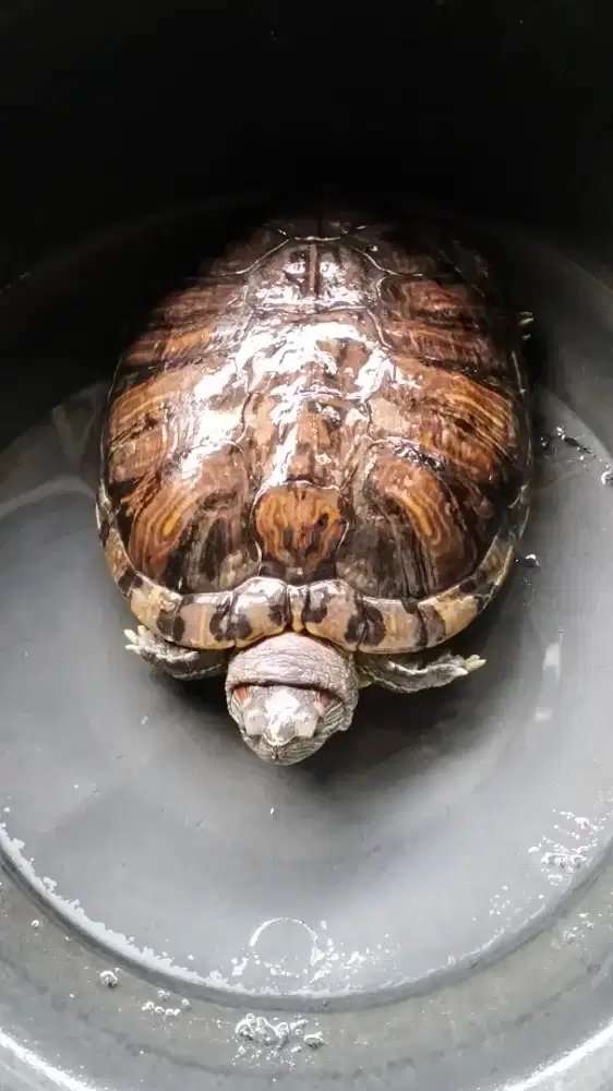 Kura-Kura Brazil Umur 17 Tahun