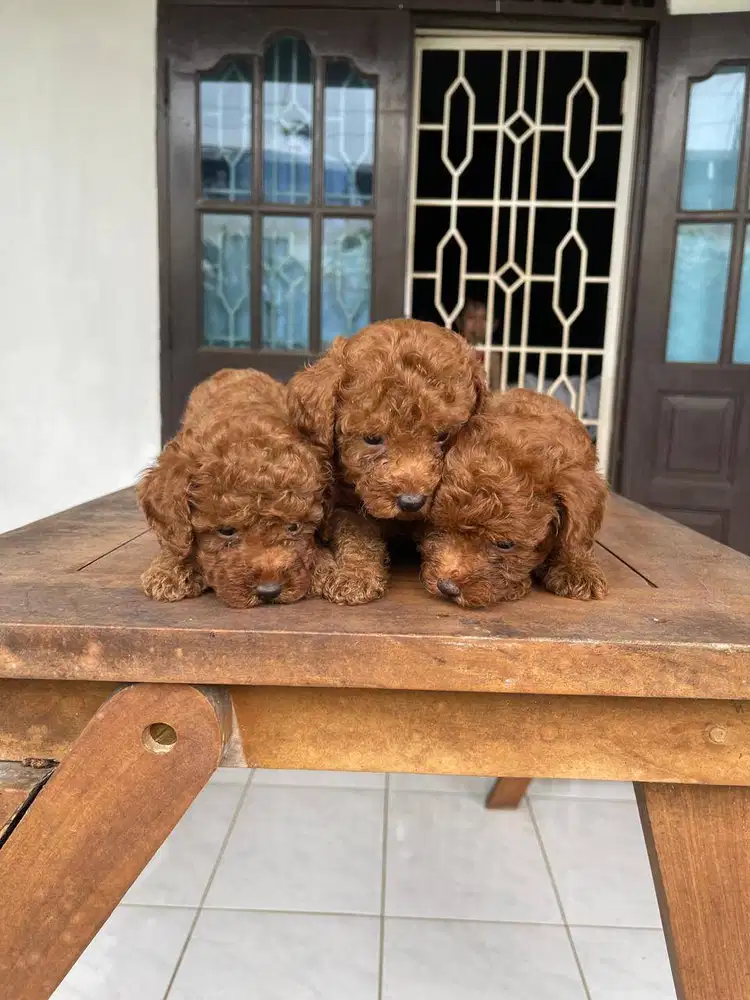 Red toy poodle open adopt