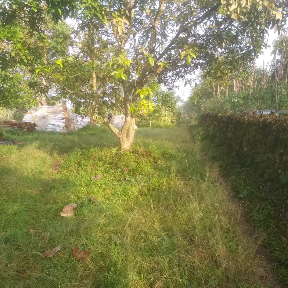 Kebun alpukat di gedongsongo