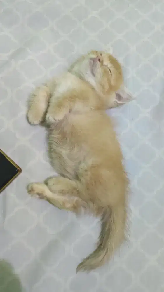 kucing cebol Munchkin