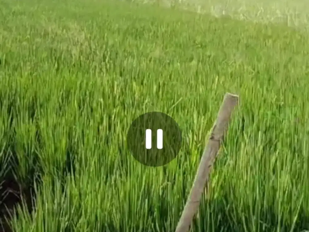 Dijual tanah pertanian pengairan bagus Ngoro, Jombang