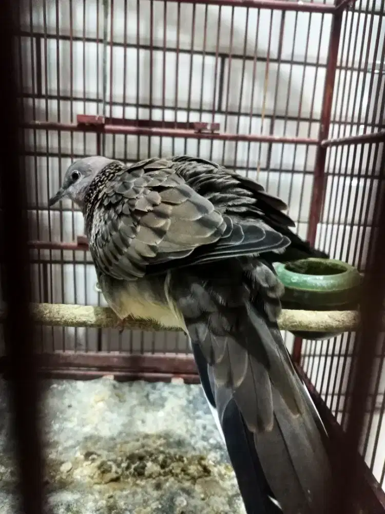 Tekukur Muktikuk Multigen Sepasang