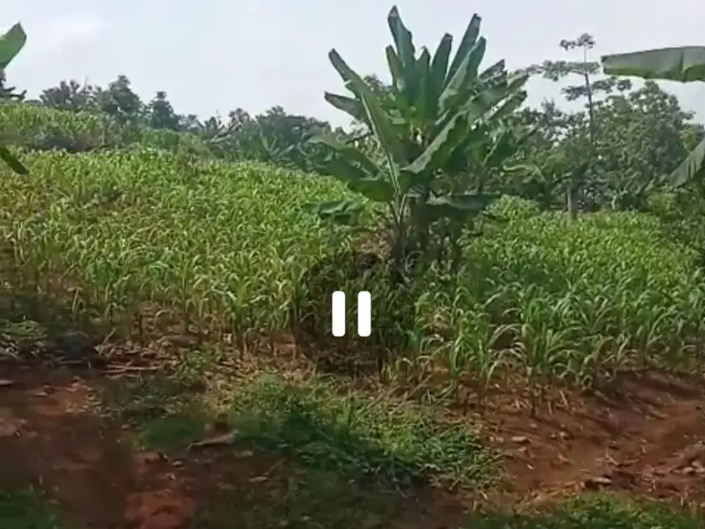 Dijual tanah untuk villa, perkebunan murah Wonosalam, Jombang