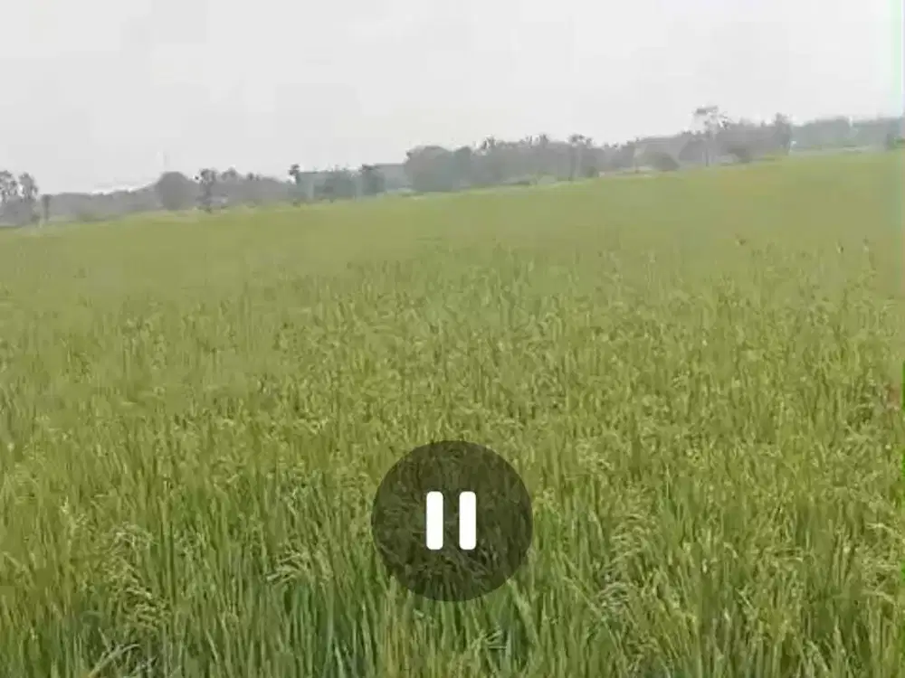 Dijual tanah pertanian subur ada irigasi Mojowarno, Jombang