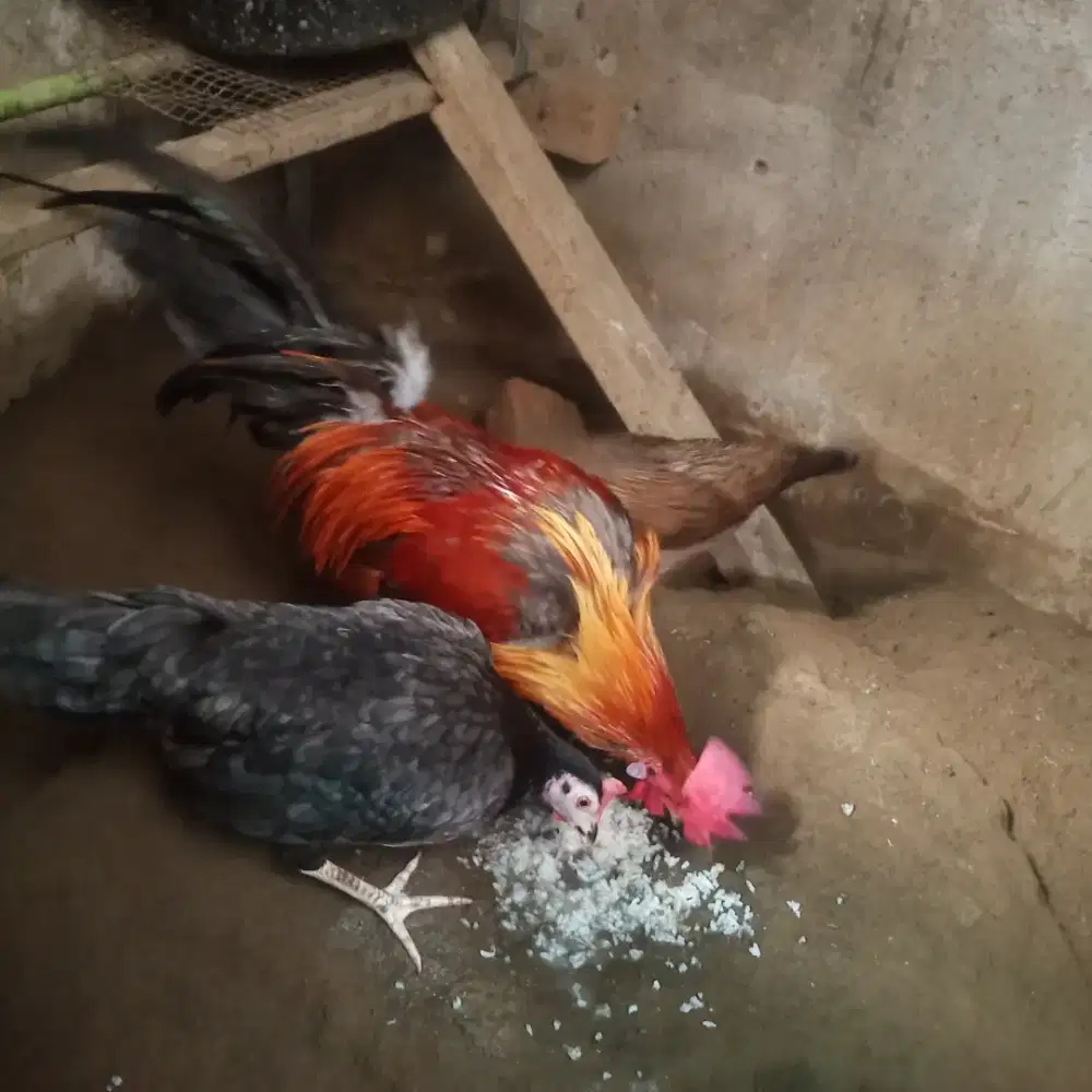 Jual 2 ekor ayam peranakan siam silang ayam hutan