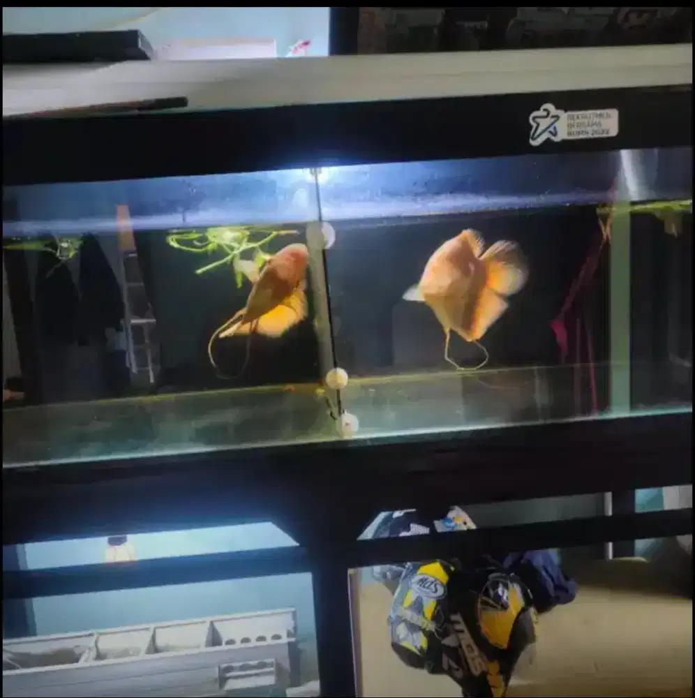 Di jual cepat ikan import gurame albino mata merah size 1/2 kg