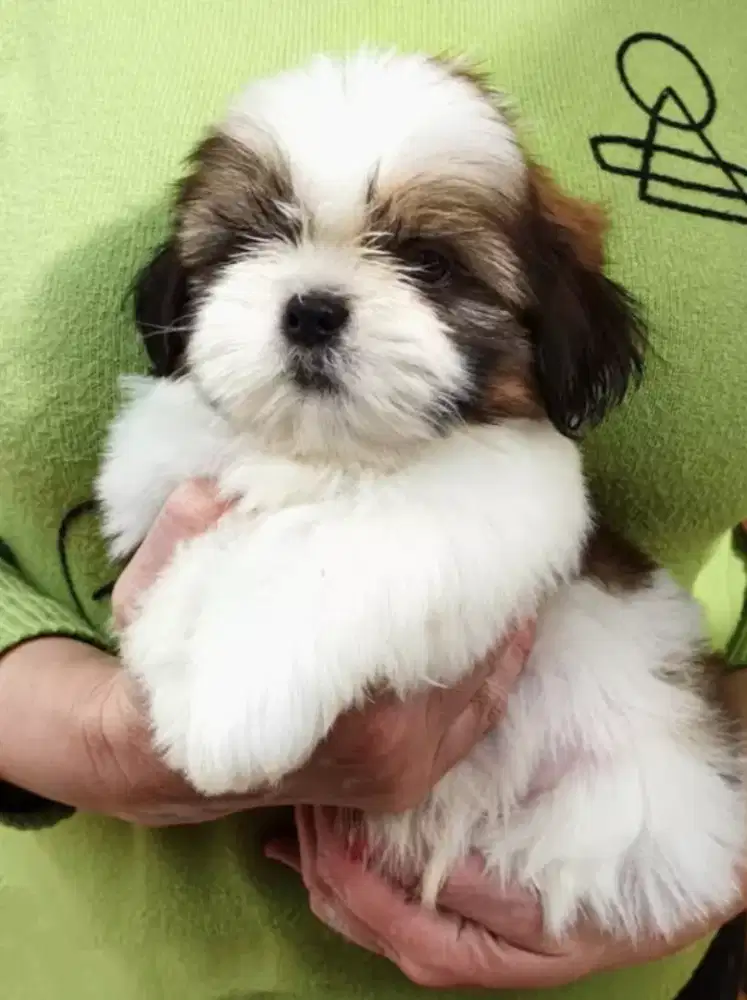 DIJUAL ANJING SHIHTZU