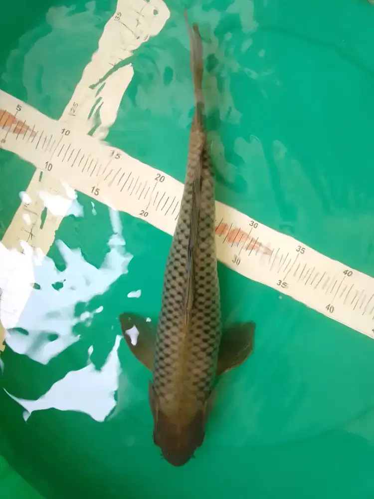 Ikan koi jenis Soragoi 43cm rapih