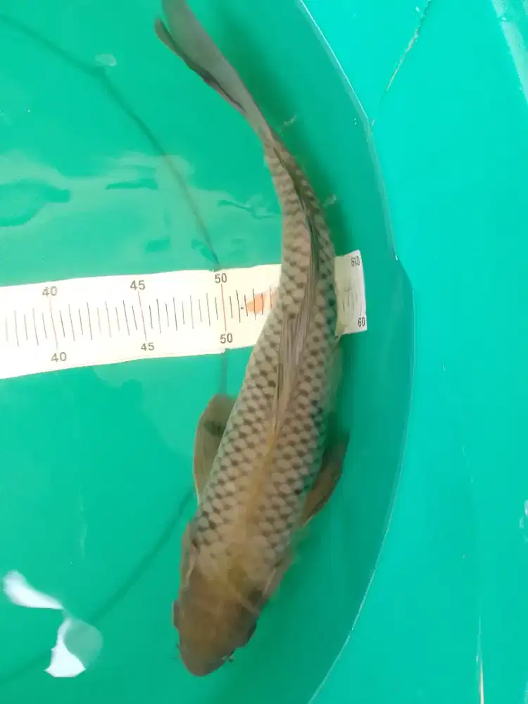 Ikan koi jenis Soragoi 43cm sisik rapih abu kehijauan