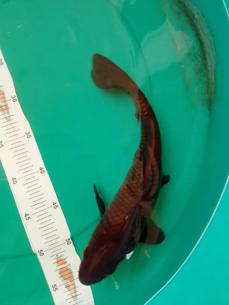 Ikan koi jenis Karashu 36cm wrn hitam tembaga