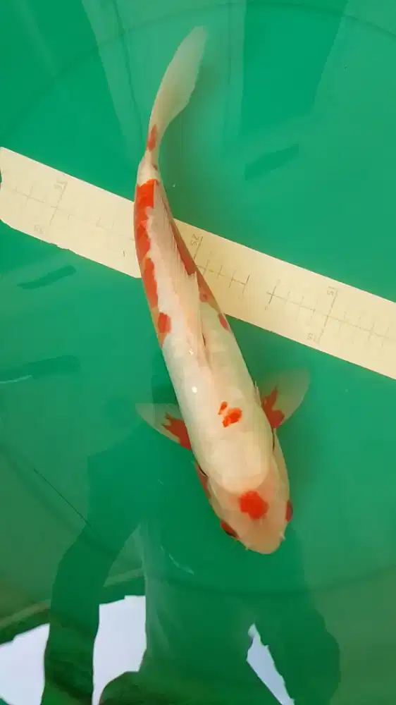 Ikan koi jenis Koshui 35cm jarang ada