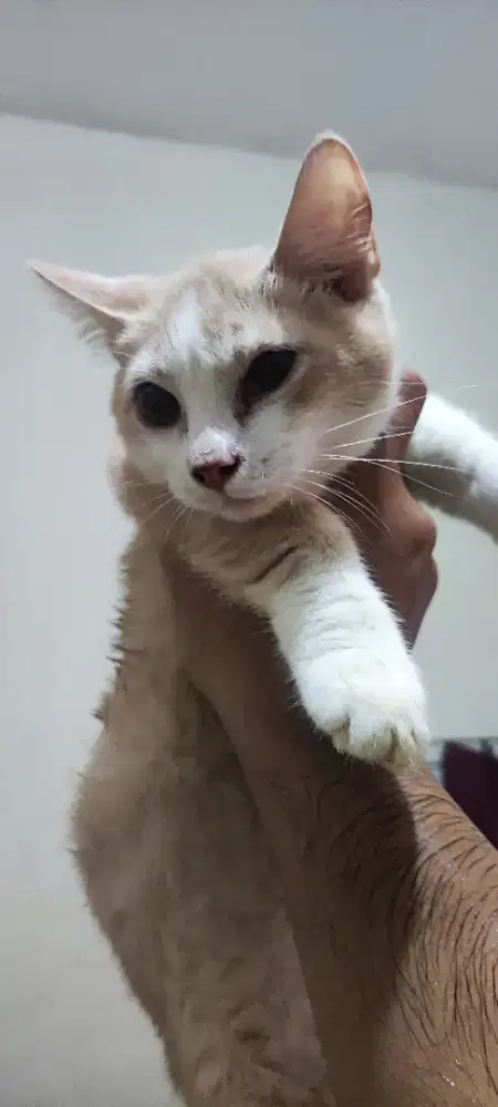 3bulan Munchkin x bsh kaki xtrem semarang timur