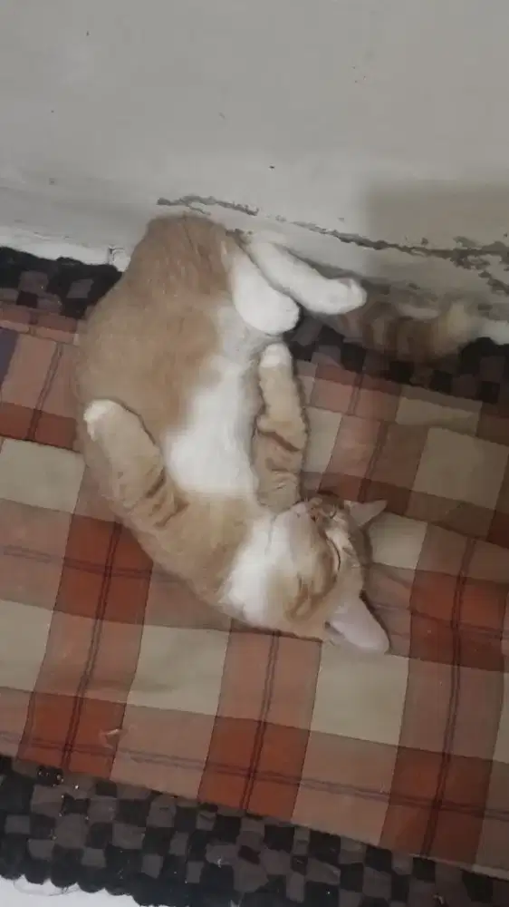 3.5bulan munchkin betina SP