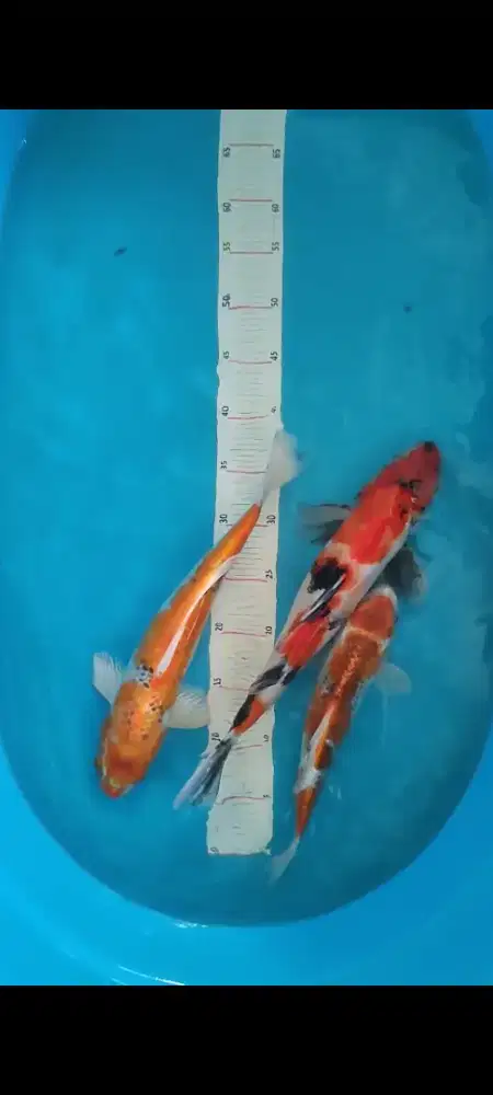 koi jumbo showa gosiki