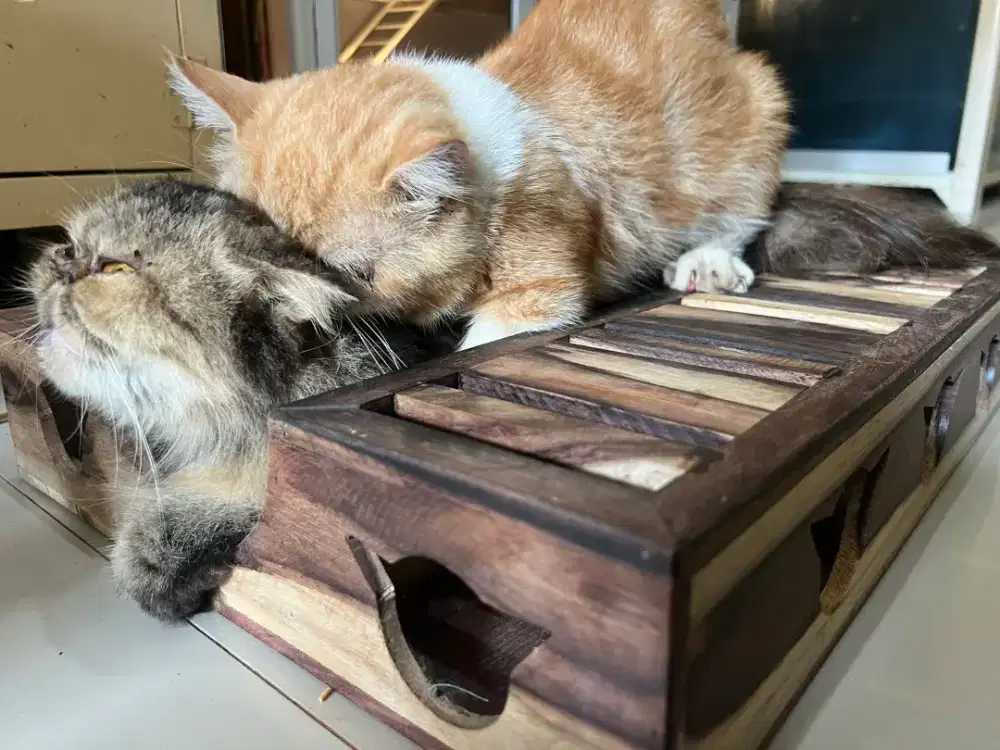 Jasa pacaknya peaknose cebol