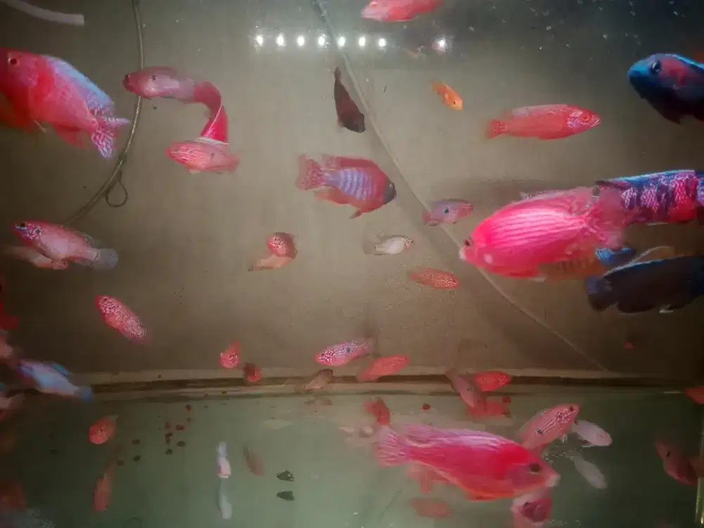 Ikan Hias Cichlid Afrika .