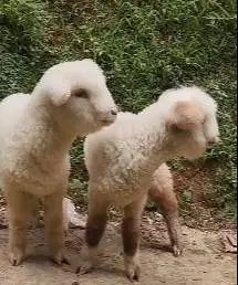 sepasang anakan domba hias merino superan 4 bln lepas sapih jamin puas