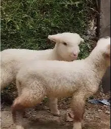 sepasang anakan domba hias merino superan 4 bln lepas sapih jamin puas