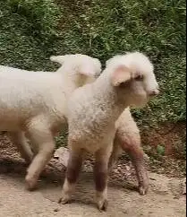 sepasang anakan cempe domba hias merino superan 4 bln lepas sapih puas