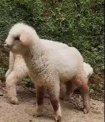 sepasang cempe anakan domba merino superan 4 bln lepas sapih jamin top