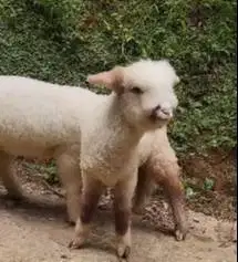 sepasang cempe anakan domba merino superan 4 bln lepas sapih jamin top